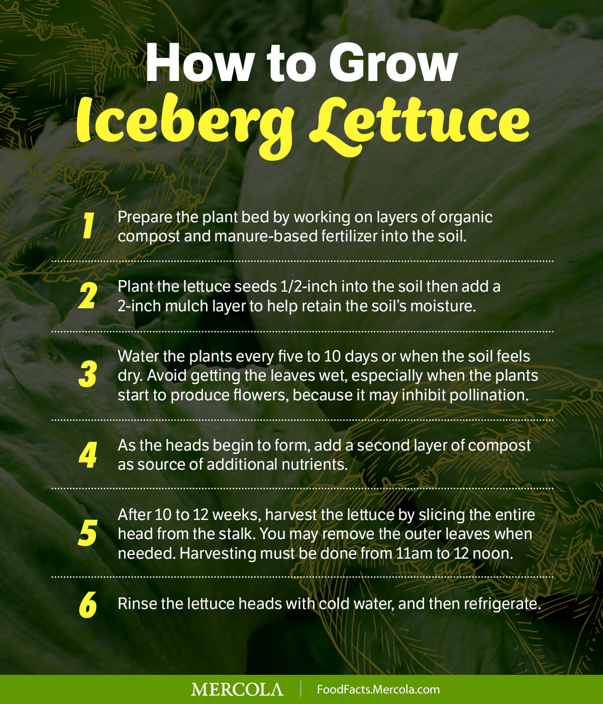 How to Grow Iceberg Lettuce