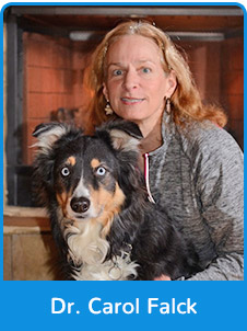 Dr. Carol Falck - Veterinarian