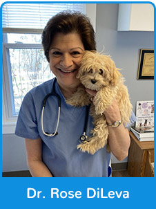 Dr. Rose DiLeva - Vet