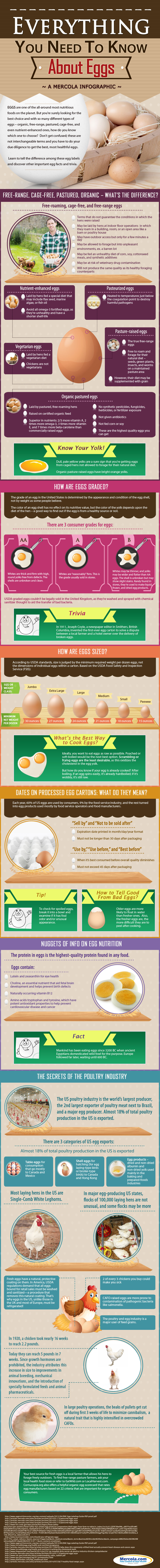 Everything You Need to Know About Eggs Infographic