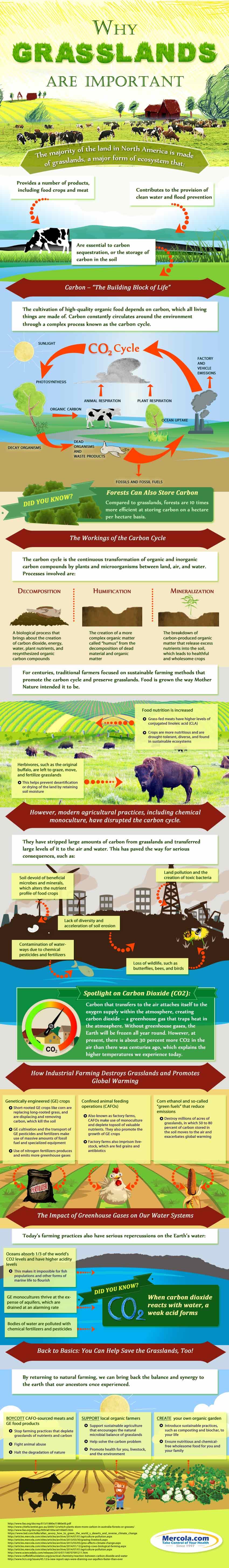 Why Are Grasslands Important to Your Health and the Environment?