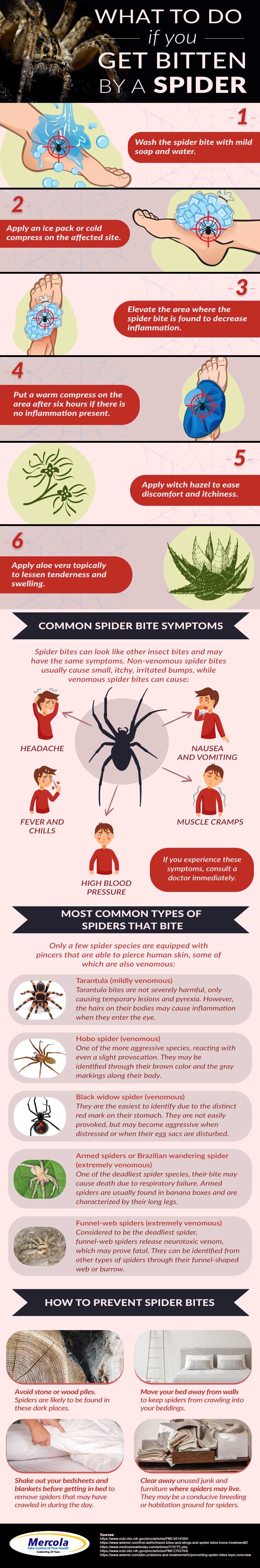 Spider Bites Symptoms Types And Treatment