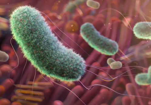 gut microbiome