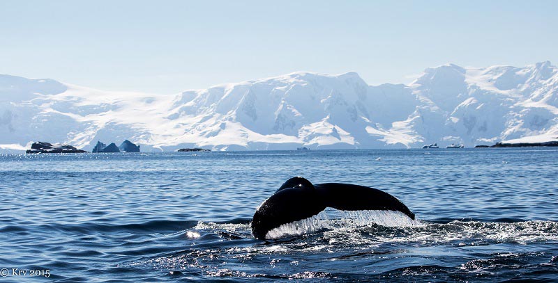 antarctic whales