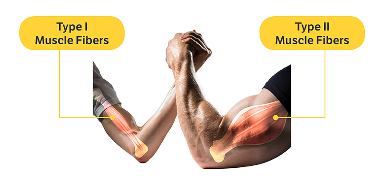 type I and II muscle fibers