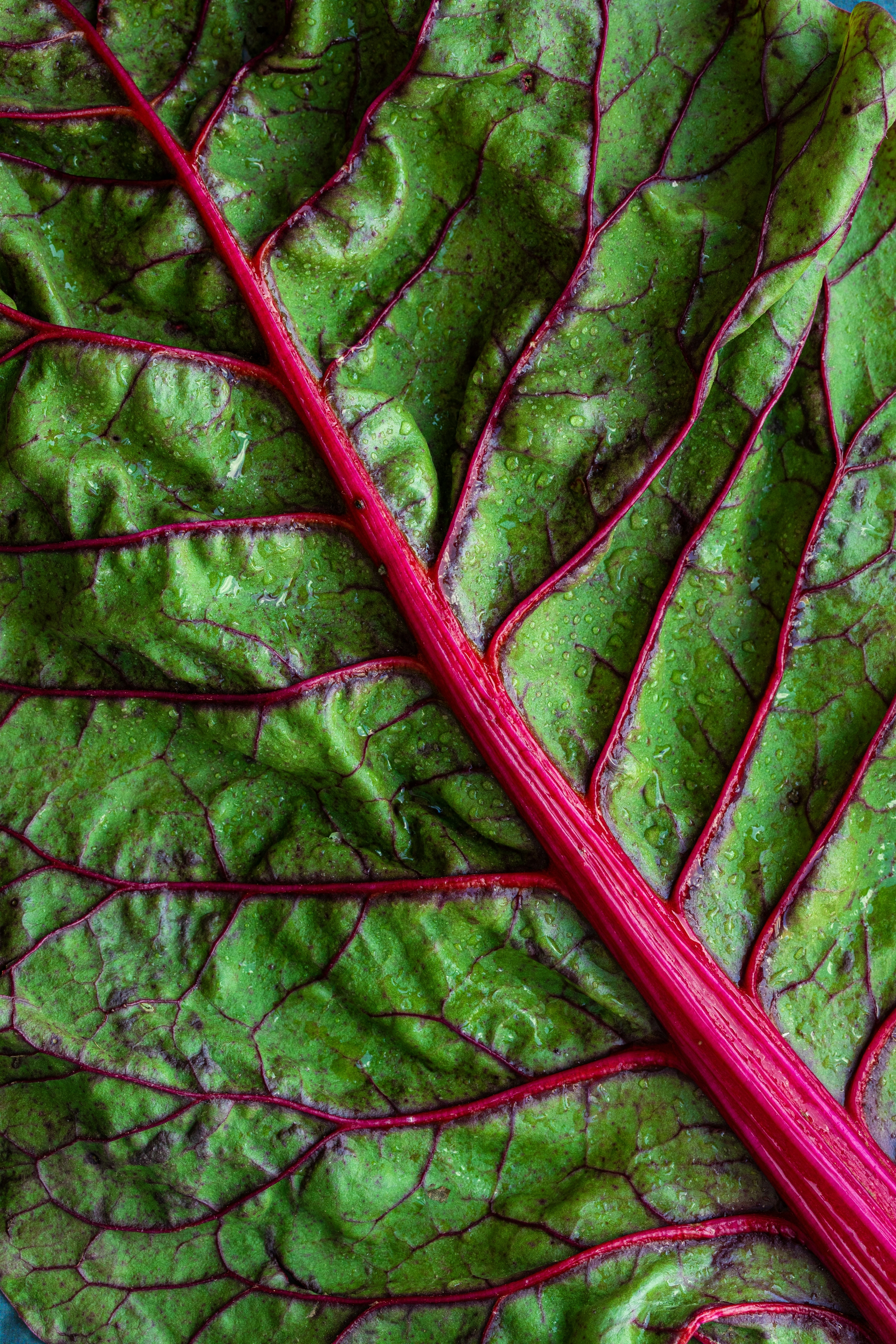 betel leaf