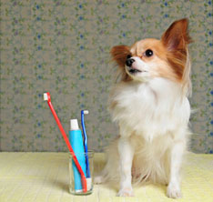 Brush your dog's teeth