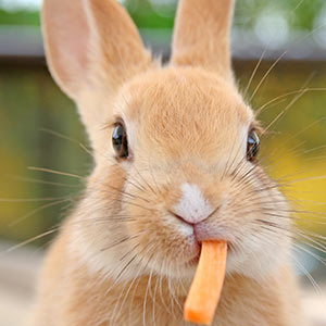 Rabbit eating carrot