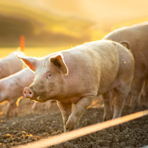 porcs mangeant dans un pré dans une ferme de viande biologique