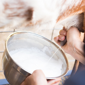 ¿Qué tipo de leche sin pasteurizar es mejor para las mascotas que tienen intolerancia a la lactosa?