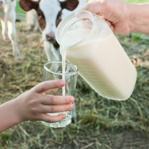 Datos curiosos sobre la leche sin pasteurizar