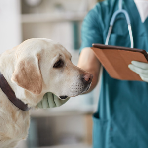 médecin vétérinaire examinant le chien labrador