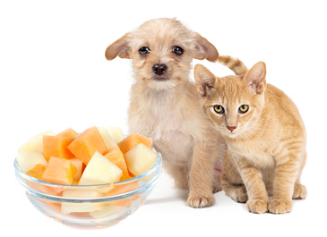 Dog and cat with cantaloupe