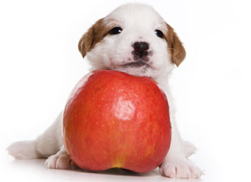 dogs and apples