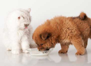Probiotiques pour chats et chiens