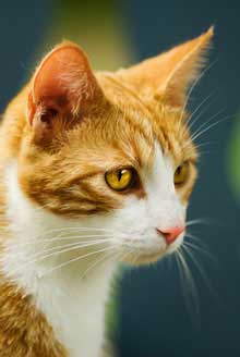 Antioxidants and Probiotics Can Extend Your Cat’s Life