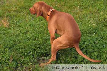 Dog Constipation and How to Treat it 