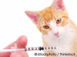 Meloxicam Causes Kidney Failure in Cats