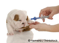 parvo injection for dogs