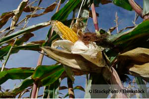 Maiz Transgenico de Monsanto