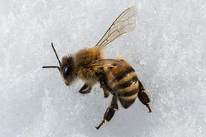 abelha morta