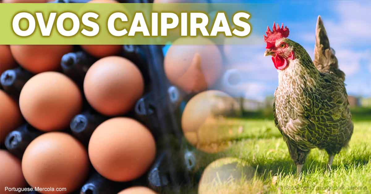 Com Quantos Meses A Galinha Caipira Começa A Botar Ovo