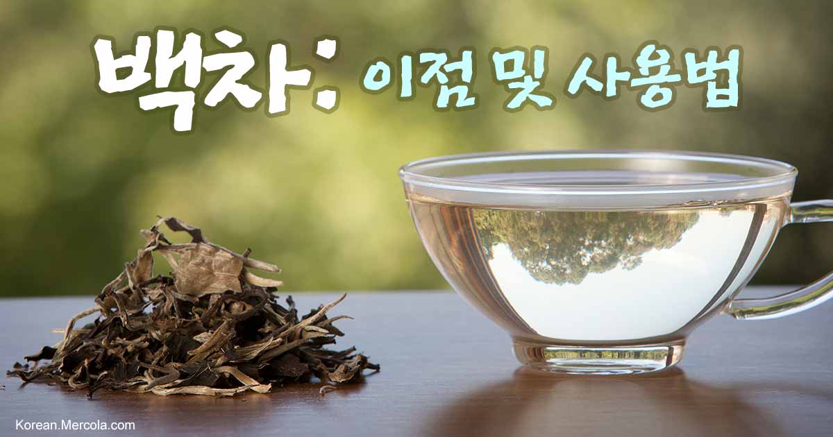 백차: 건강 효능 및 영양 성분