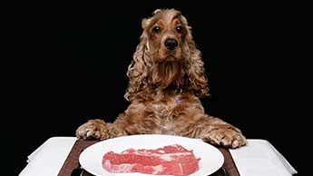 Un chien et de la viande crue