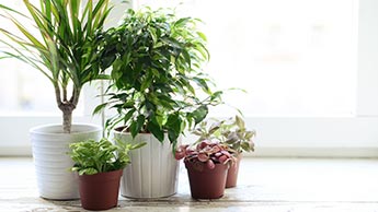 공기정화 식물