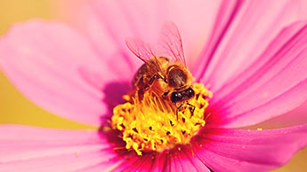 dzień pszczół
