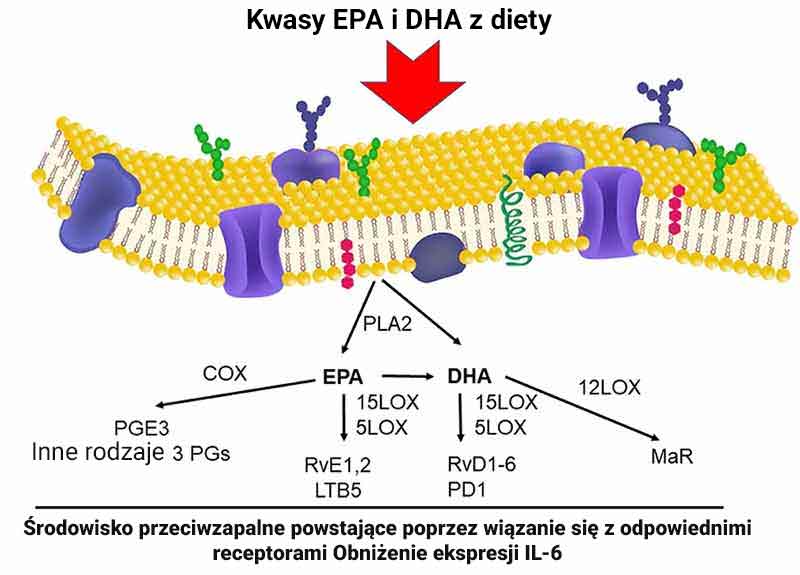Kwasy EPA i DHA z diety