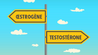 Œstrogène & Testostérone 