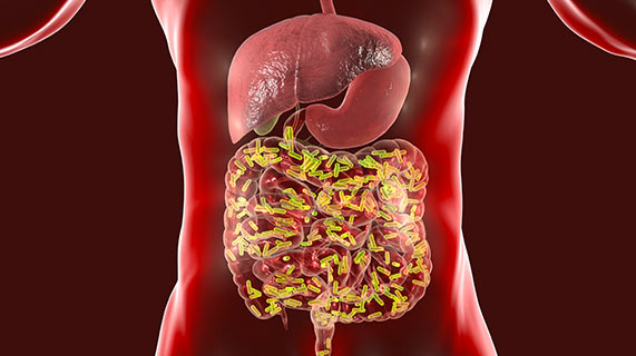 batteri dell’intestino