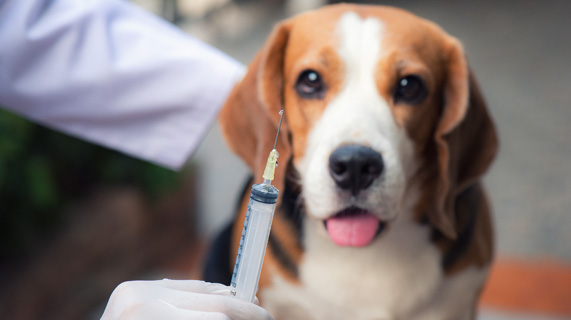 vaccination pour animaux de compagnie