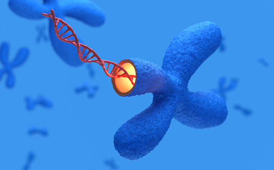 DNA와 텔로미어