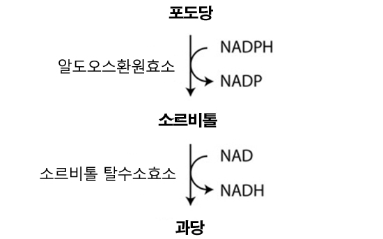 NAD+/NADH 비율이