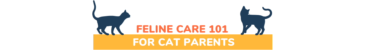 Feline Care 101 for Cat Parents