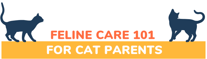 Feline Care 101 for Cat Parents