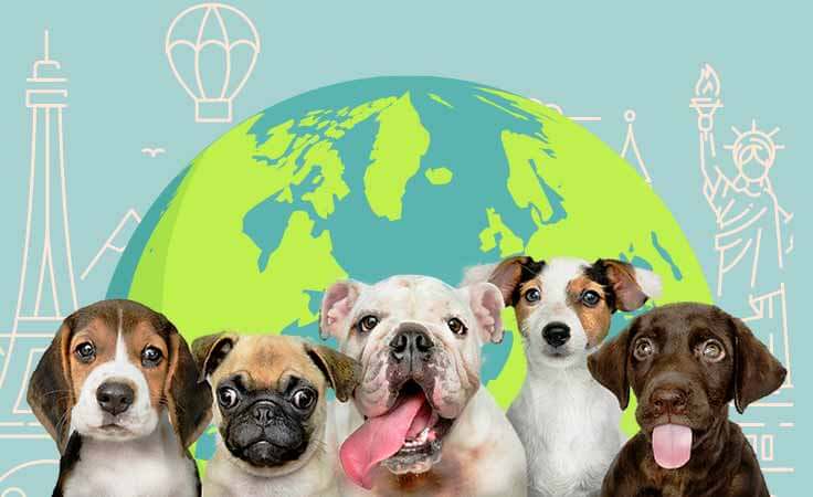 Dogs Around the World