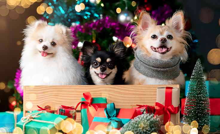 Merry Furry Christmas