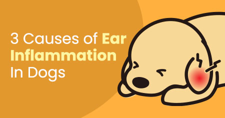 3 Causes of Ear Inflammation In Dogs