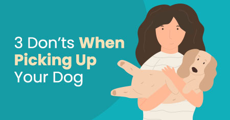 3 Don'ts When Picking Up Your Dog