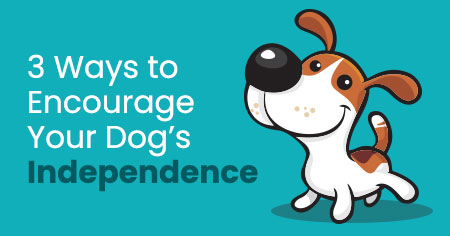 3 Ways to Encourage Your Dog's Independence