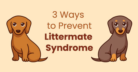 3 Ways to Prevent Littermate Syndrome