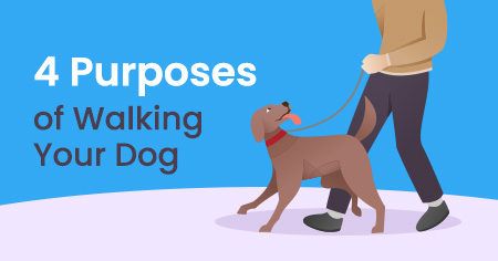 4 Purposes of Walking Your Dog