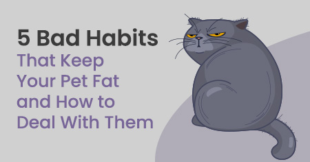 5 Bad Habits That Keep Your Pet Fat and How to Deal With Them