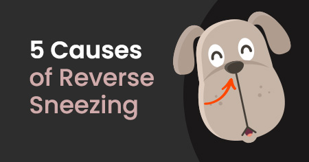5 Causes of Reverse Sneezing
