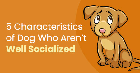 5 Characteristics of Dogs Who Aren't Well Socialized