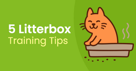 5 Litterbox Training Tips
