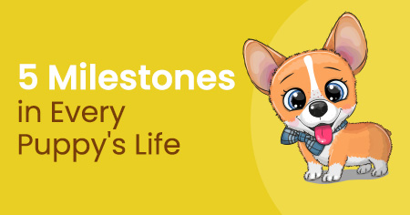 5 Milestones in Every Puppy's Life